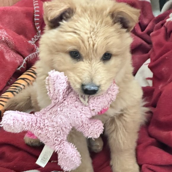 Other - Help us Save Teddy Bear Rescue Chow Chow Dog NFS Not a listing Message